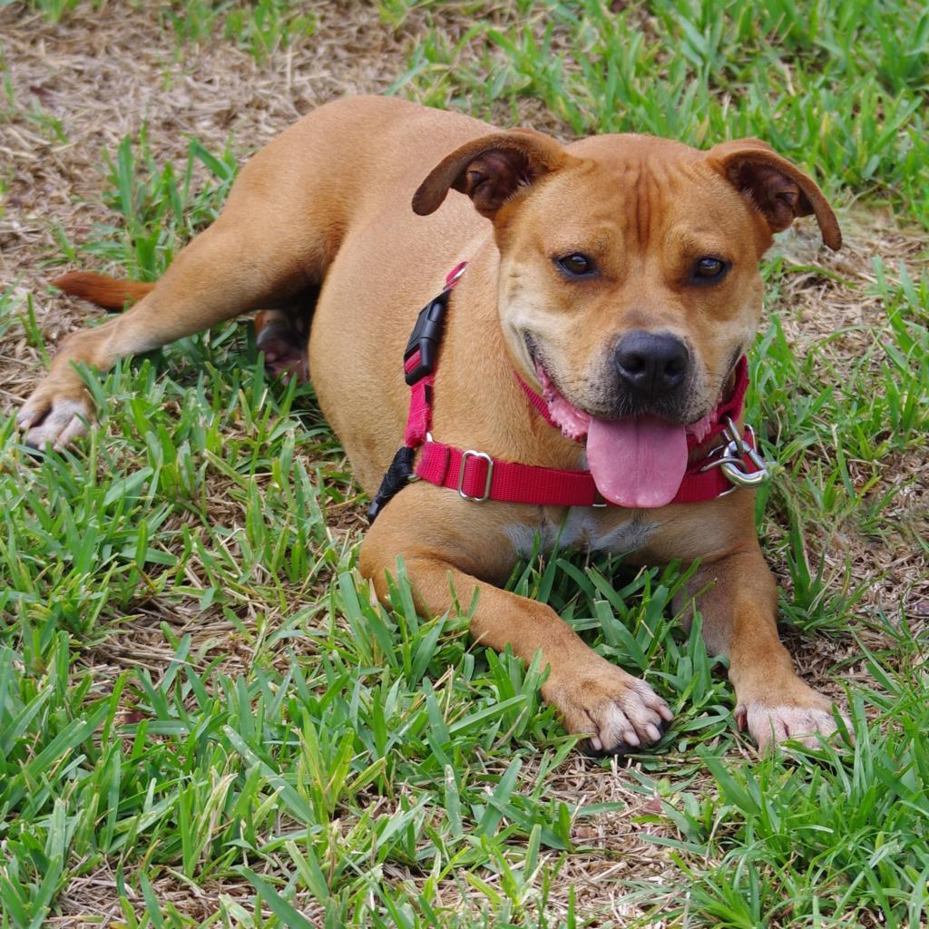 Enlarge Dante, a Adoptable mixed breed in Miami, FL image 3/4