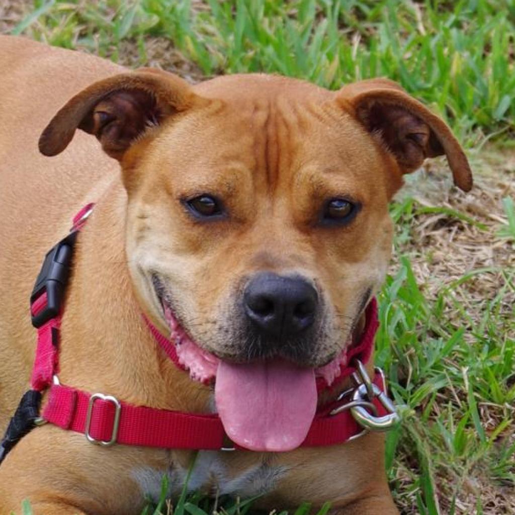 Enlarge Dante, a Adoptable mixed breed in Miami, FL image 4/4