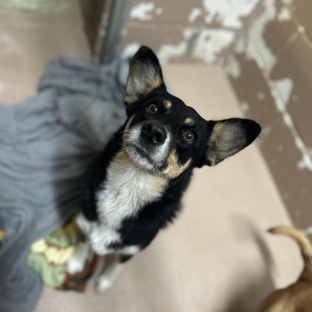 Morticia, Adoptable, Adult Female Australian Shepherd & Cardigan Welsh Corgi.
