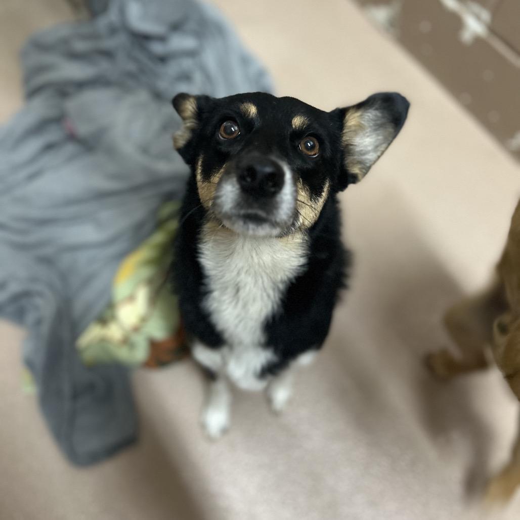Enlarge Morticia, a Adoptable mixed breed in Caryville, TN image 4/6