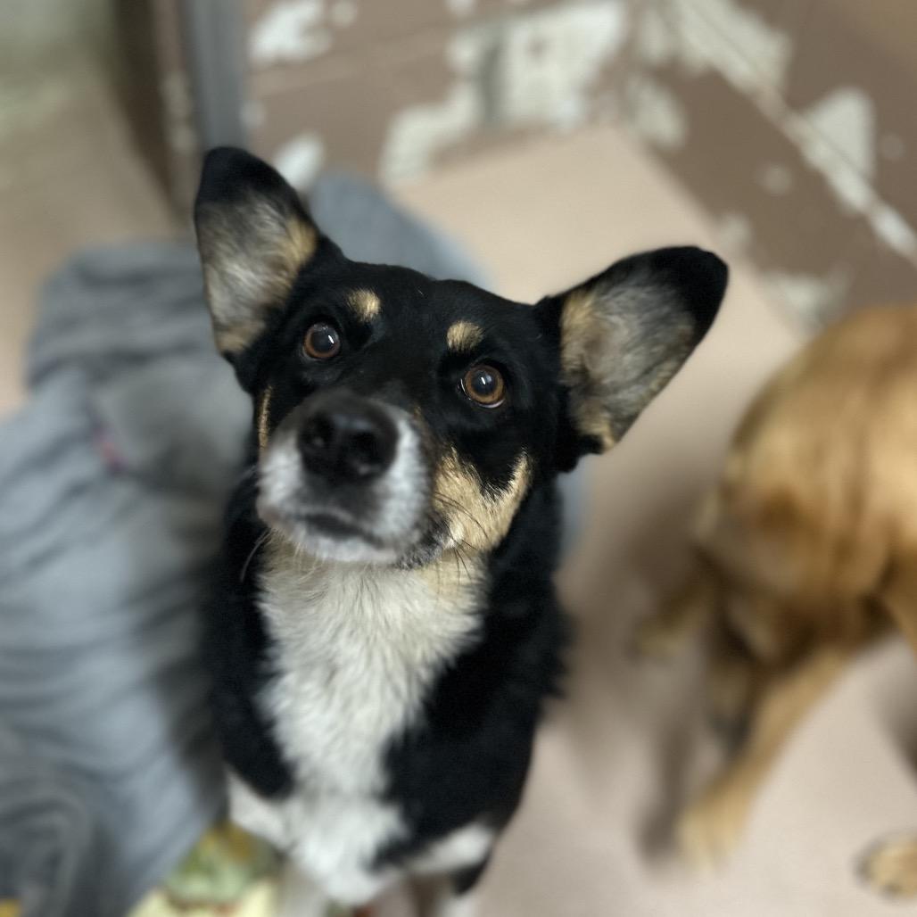 Enlarge Morticia, a Adoptable mixed breed in Caryville, TN image 5/6