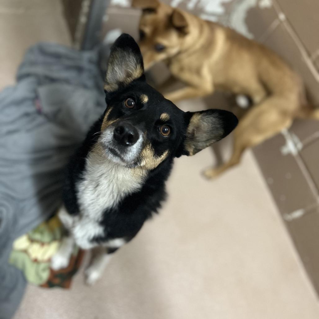 Enlarge Morticia, a Adoptable mixed breed in Caryville, TN image 6/6