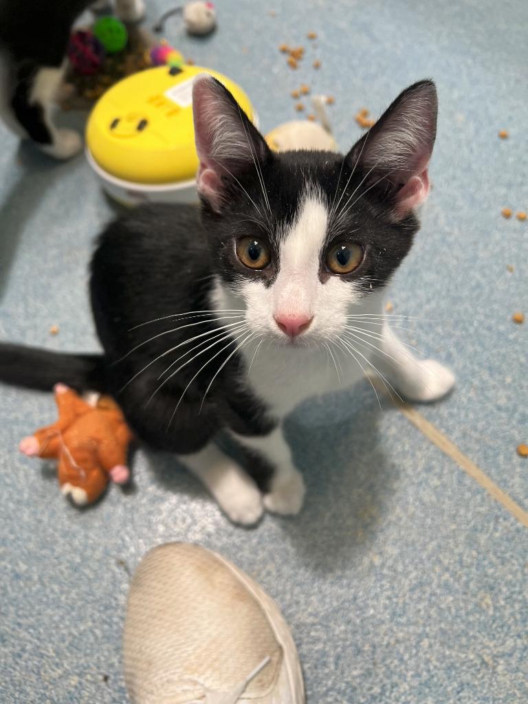 Finch, ADOPTABLE, Young Male Domestic Short Hair.