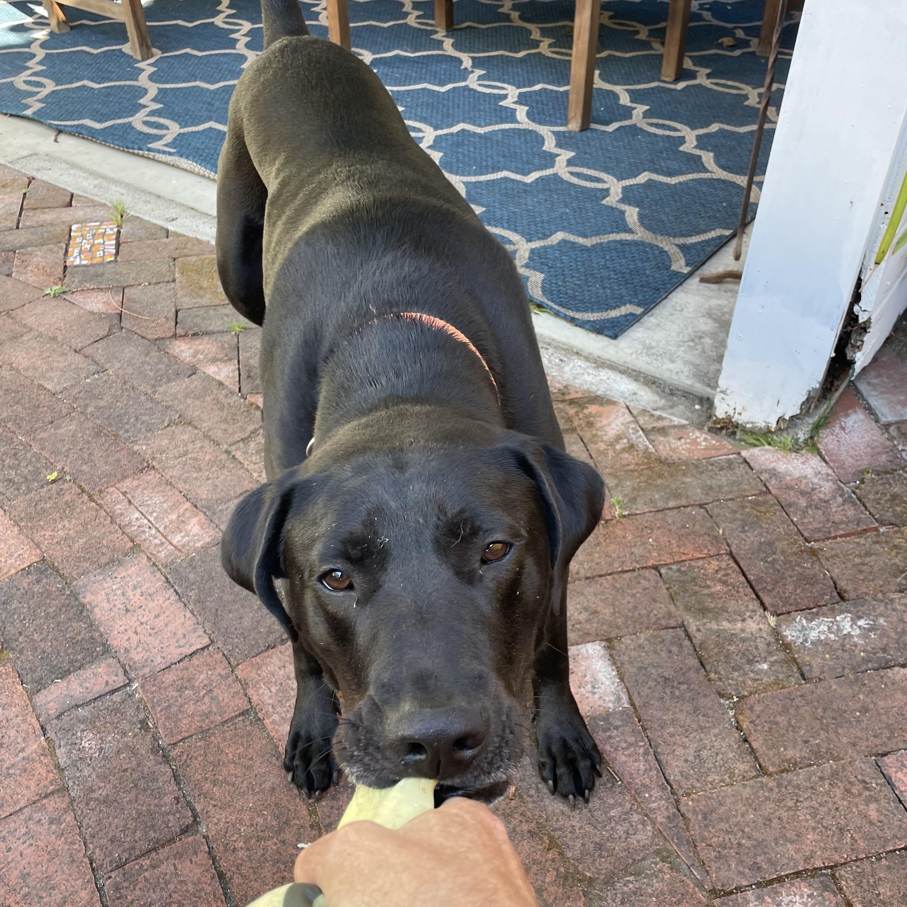 Eli, a Adoptable mixed breed in San Francisco, CA image 2/6