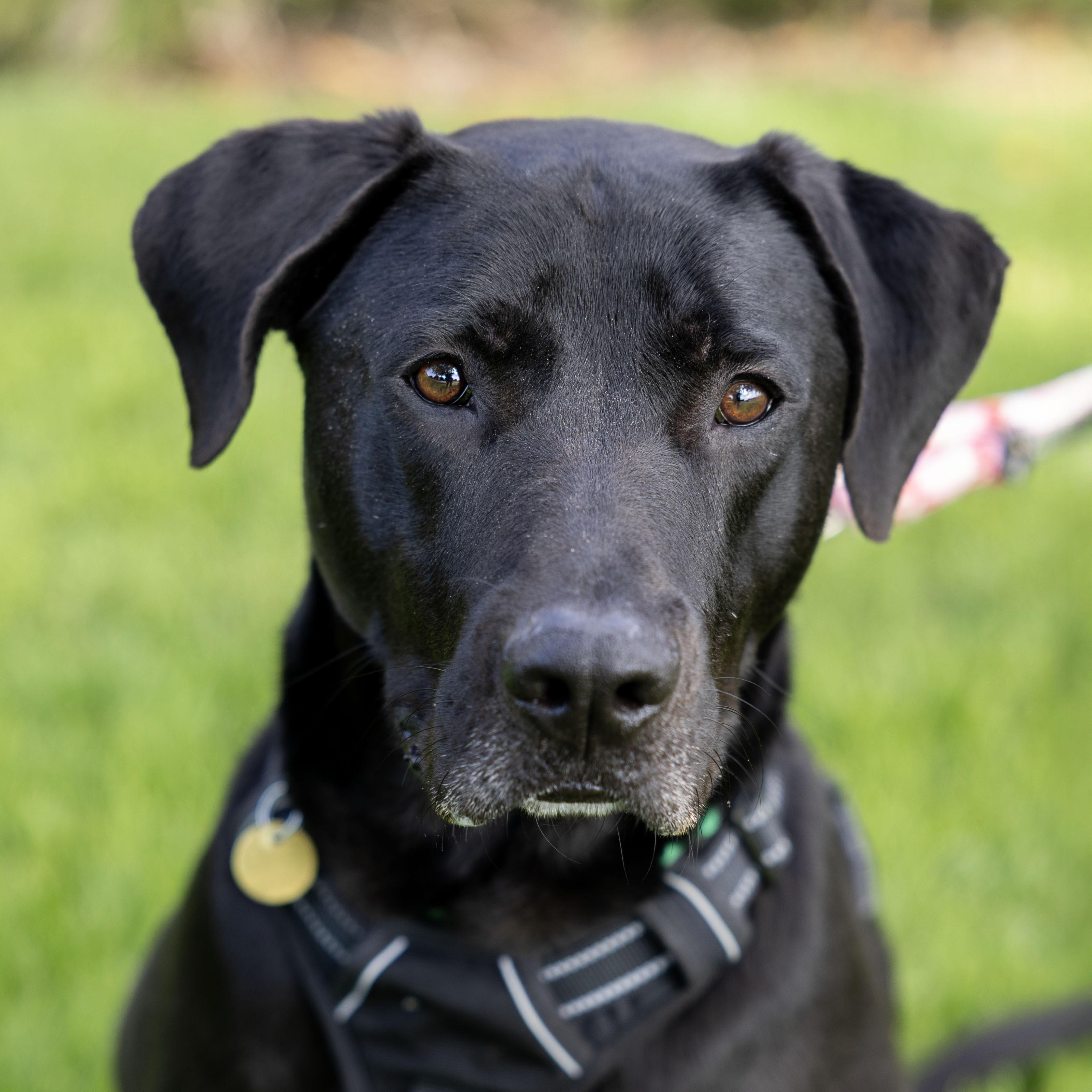 Eli, Adoptable, Young Male Labrador Retriever.
