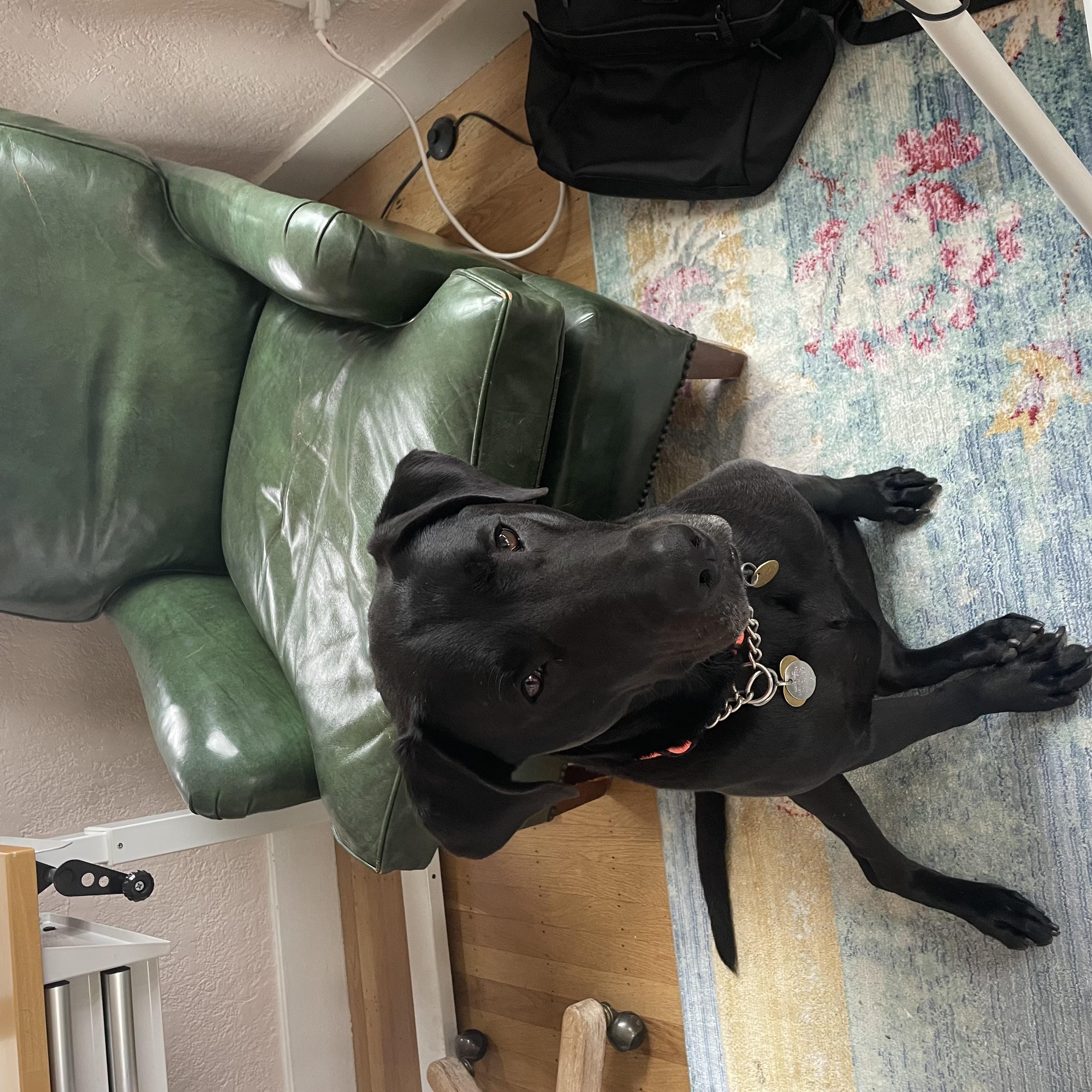 Eli, a Adoptable mixed breed in San Francisco, CA image 3/6