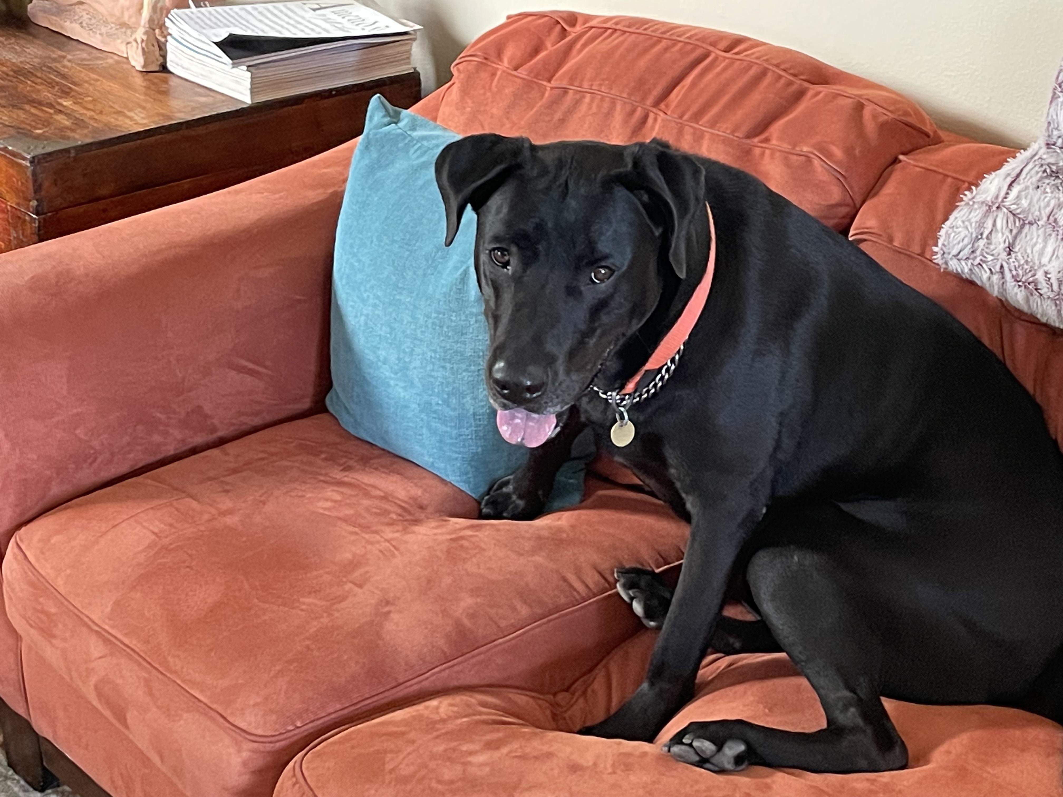 Eli, a Adoptable mixed breed in San Francisco, CA image 4/6