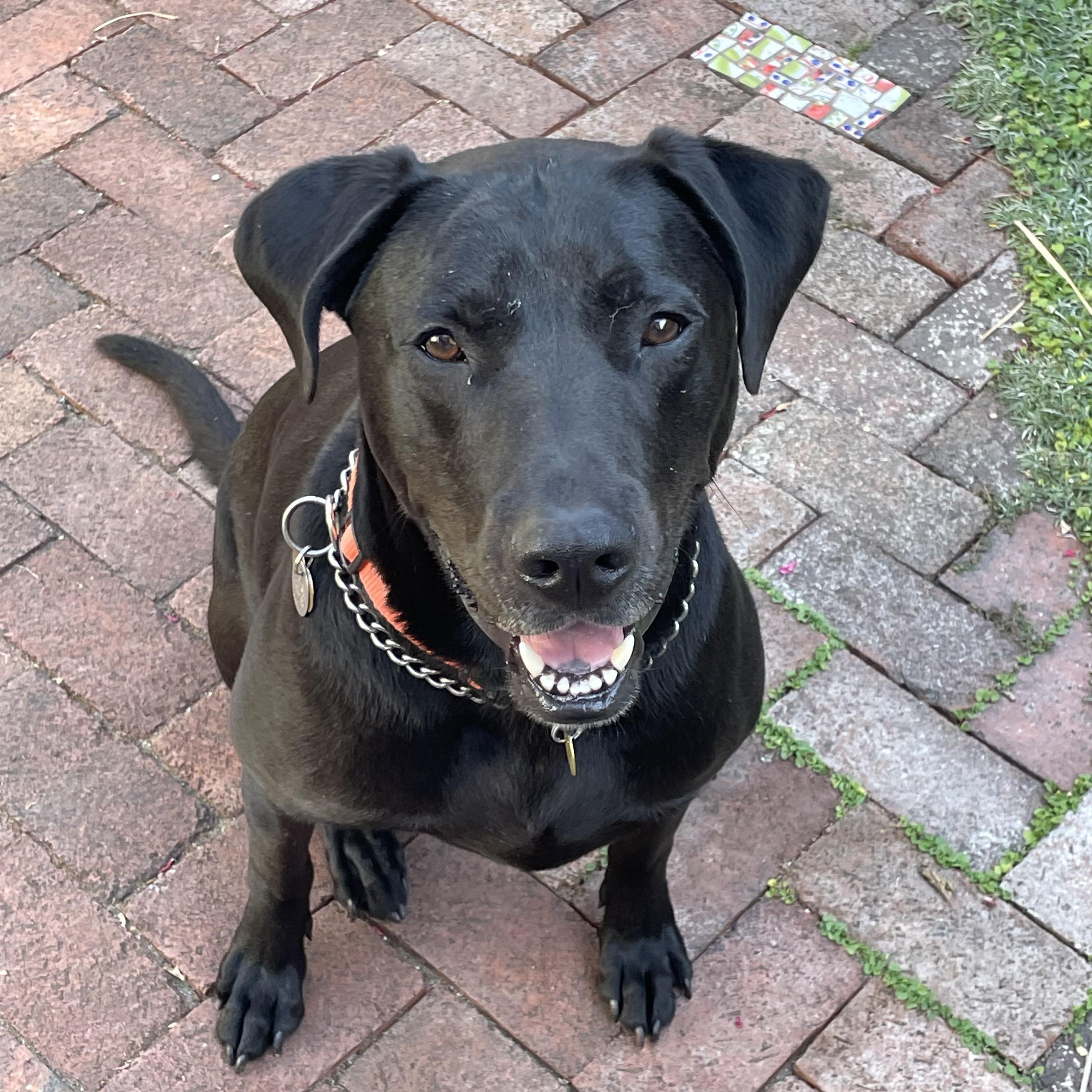 Eli, a Adoptable mixed breed in San Francisco, CA image 5/6
