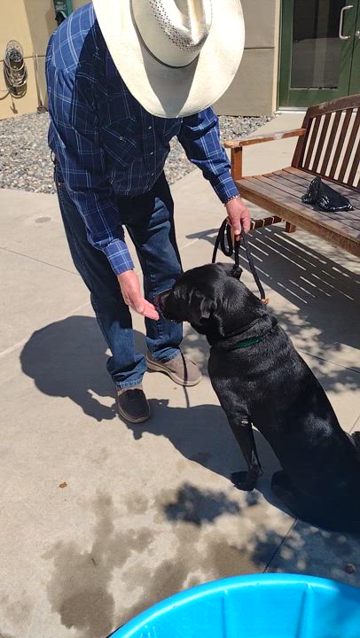 Enlarge Eli, a Adoptable mixed breed in San Francisco, CA video 6/6