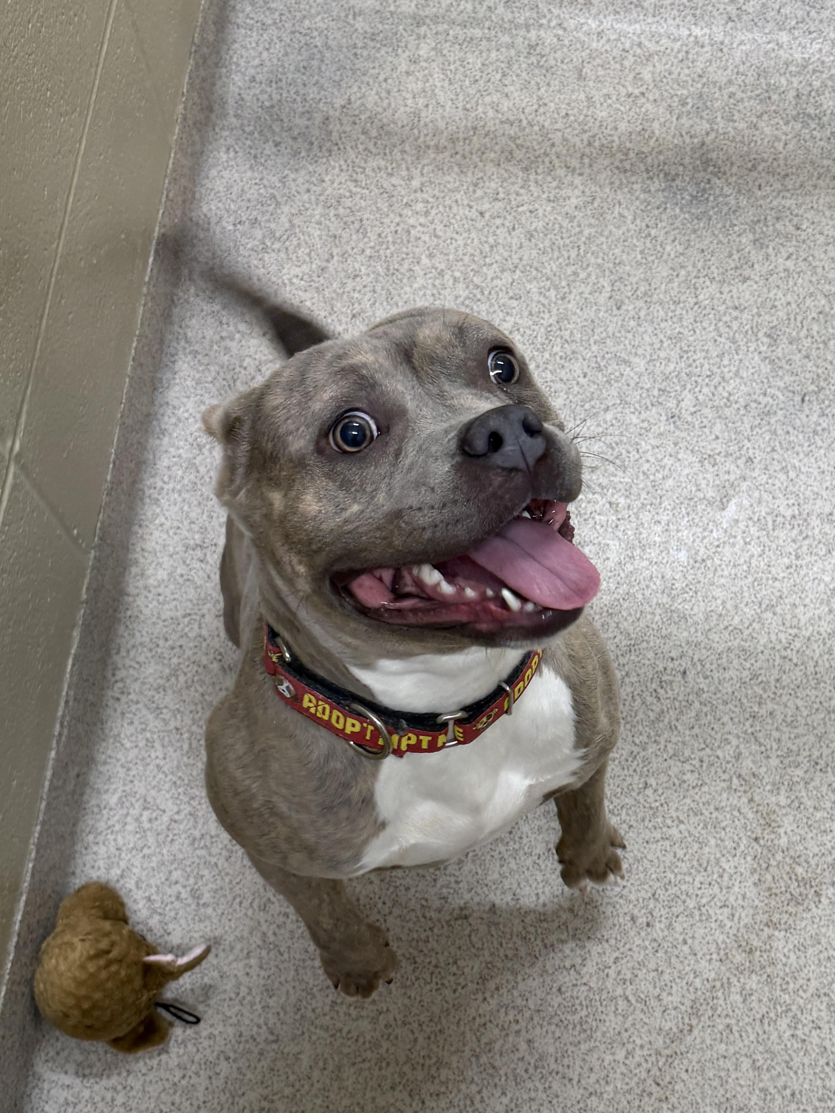Ripley , ADOPTABLE, Adult Female Pit Bull Terrier.