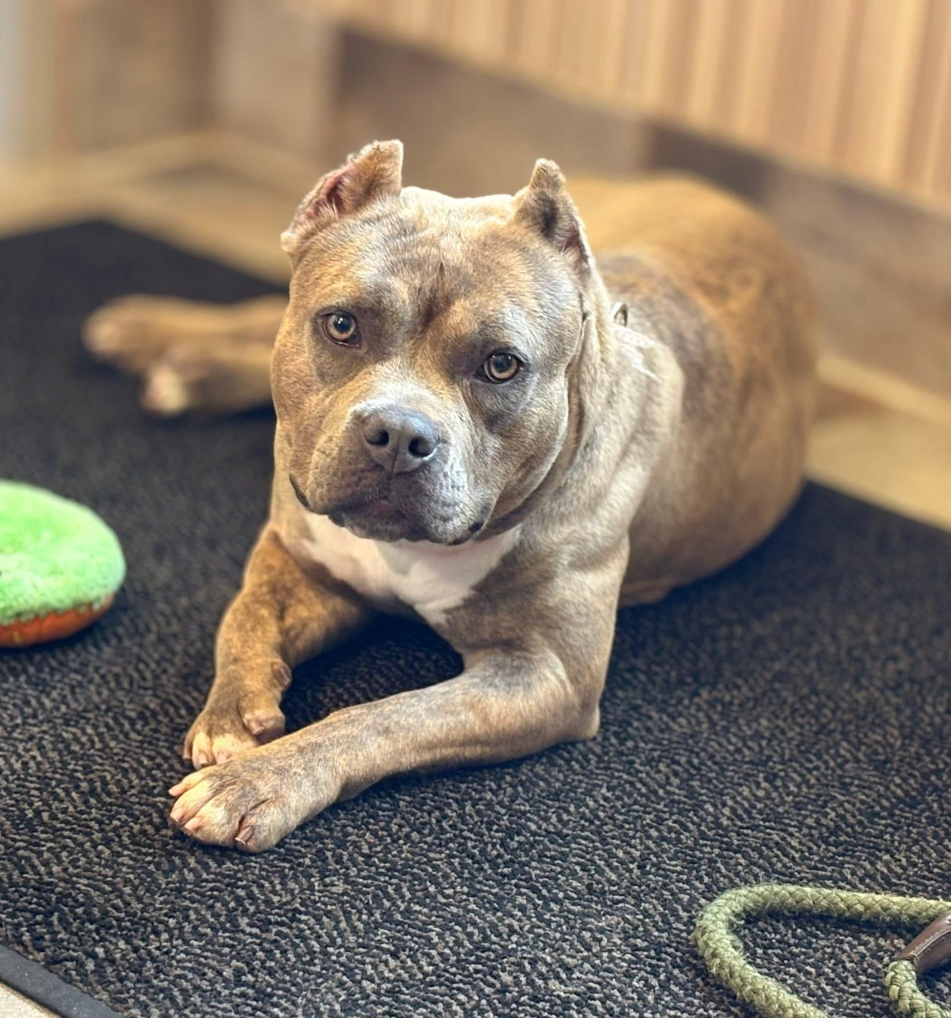 Ripley , ADOPTABLE, Adult Female Pit Bull Terrier.