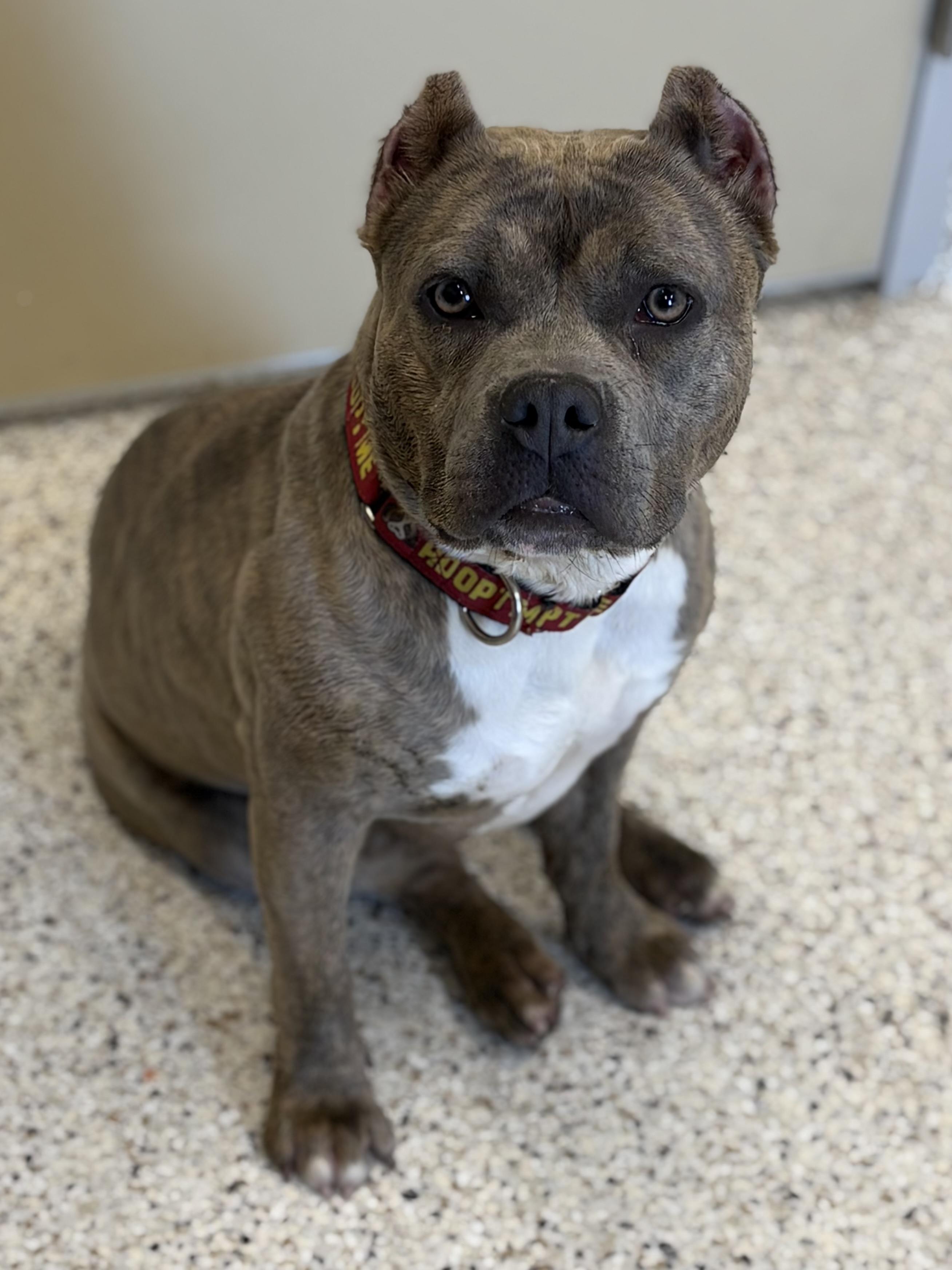 Enlarge Ripley , a ADOPTABLE mixed breed in Youngstown, OH image 2/5