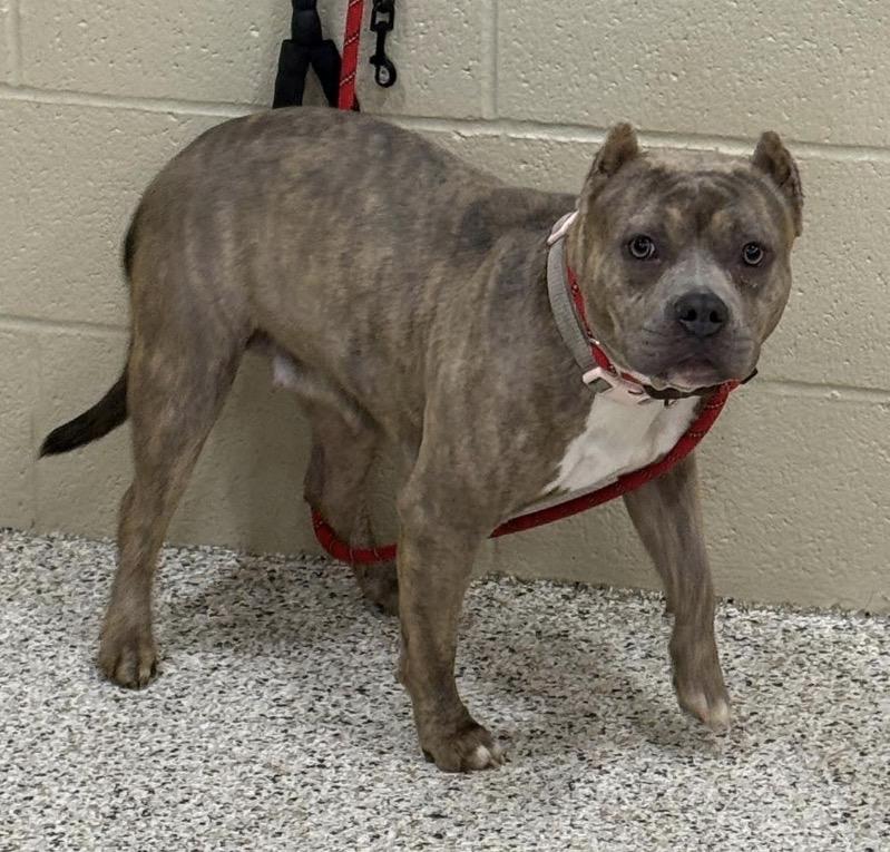 Ripley , a ADOPTABLE mixed breed in Youngstown, OH image 3/5