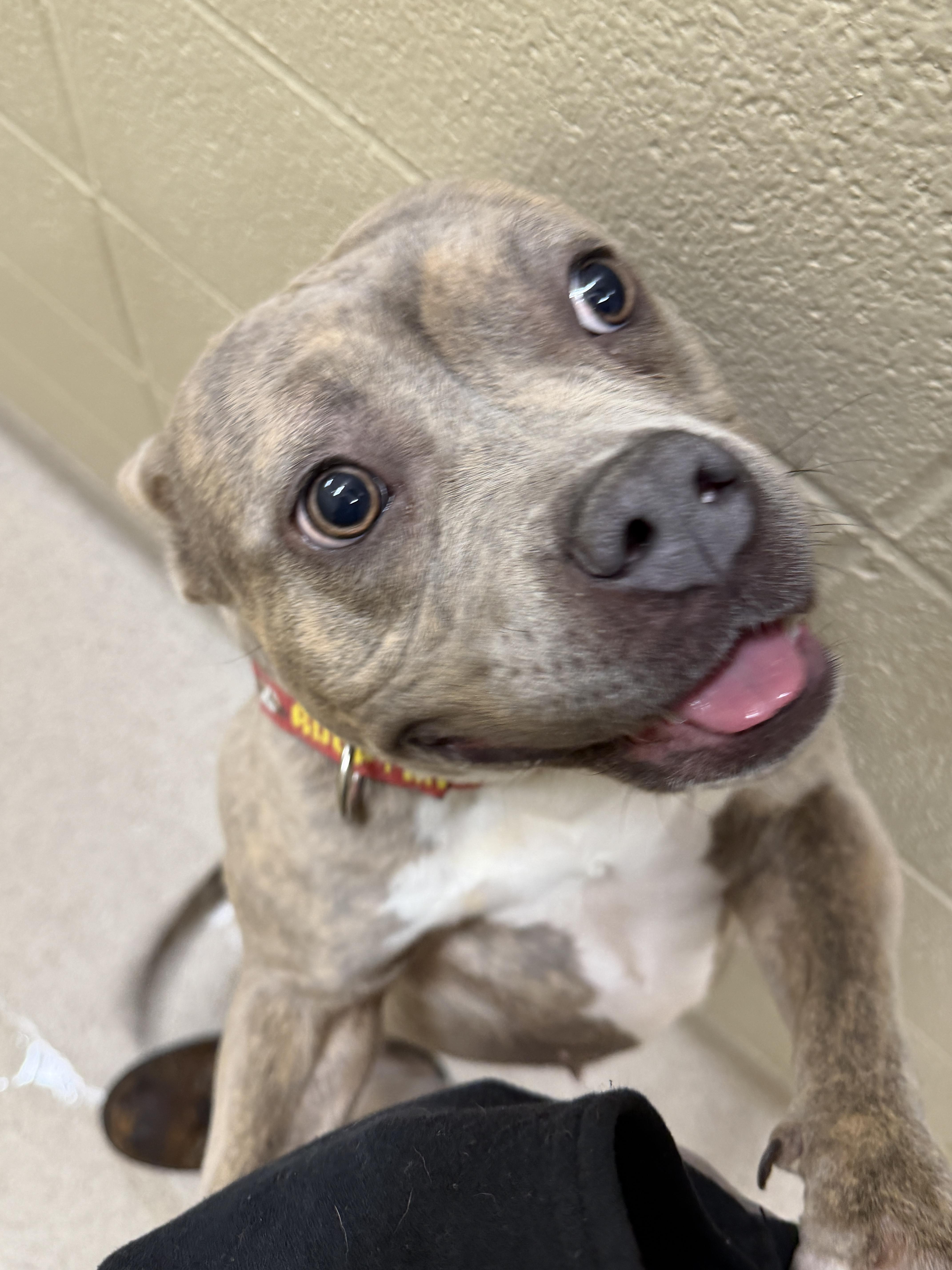 Ripley , a ADOPTABLE mixed breed in Youngstown, OH image 5/5