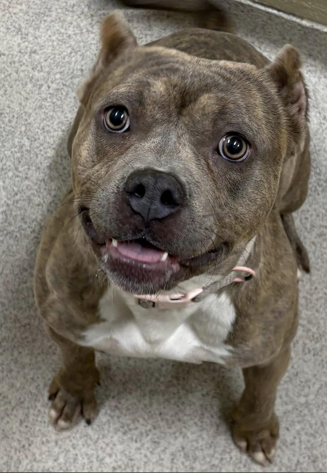 Ripley , a ADOPTABLE mixed breed in Youngstown, OH image 2/5