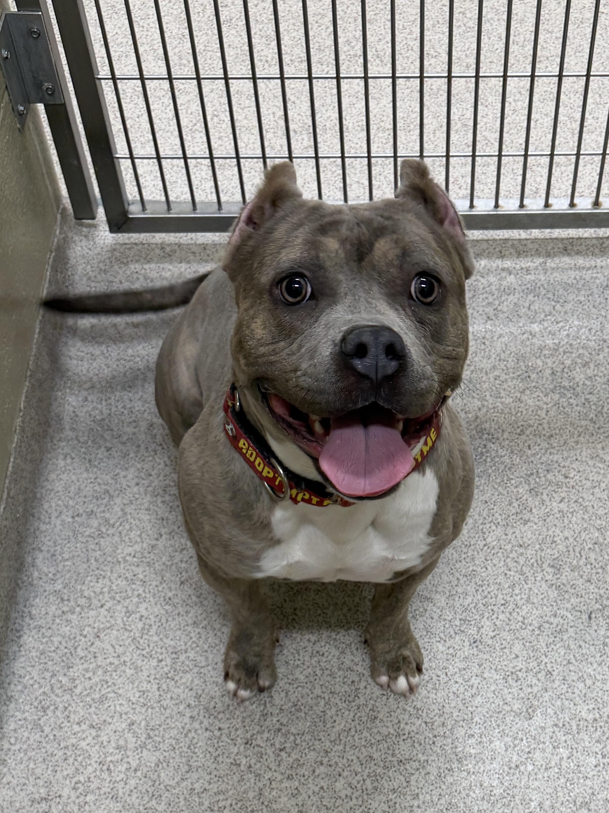 Ripley , a ADOPTABLE mixed breed in Youngstown, OH image 4/5