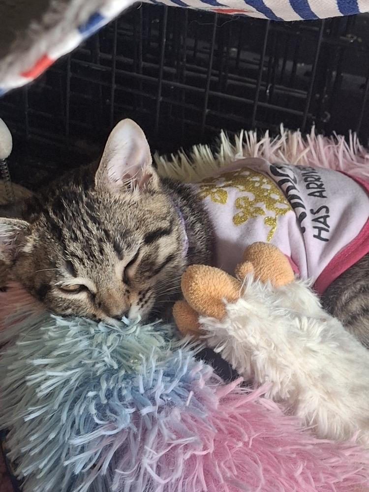 Maizey 1980, Adoptable, Kitten Female Domestic Short Hair.