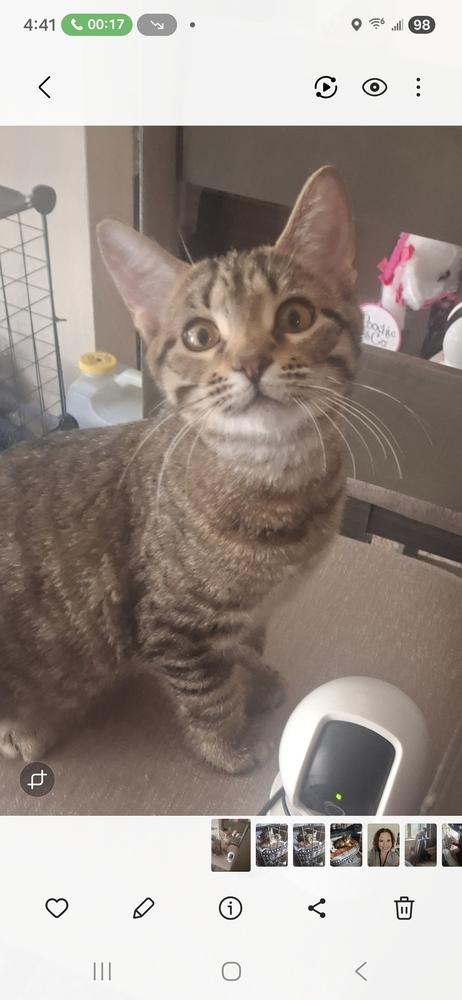 Enlarge Maizey 1980, a Adoptable Domestic Short Hair in Dallas, TX image 2/5