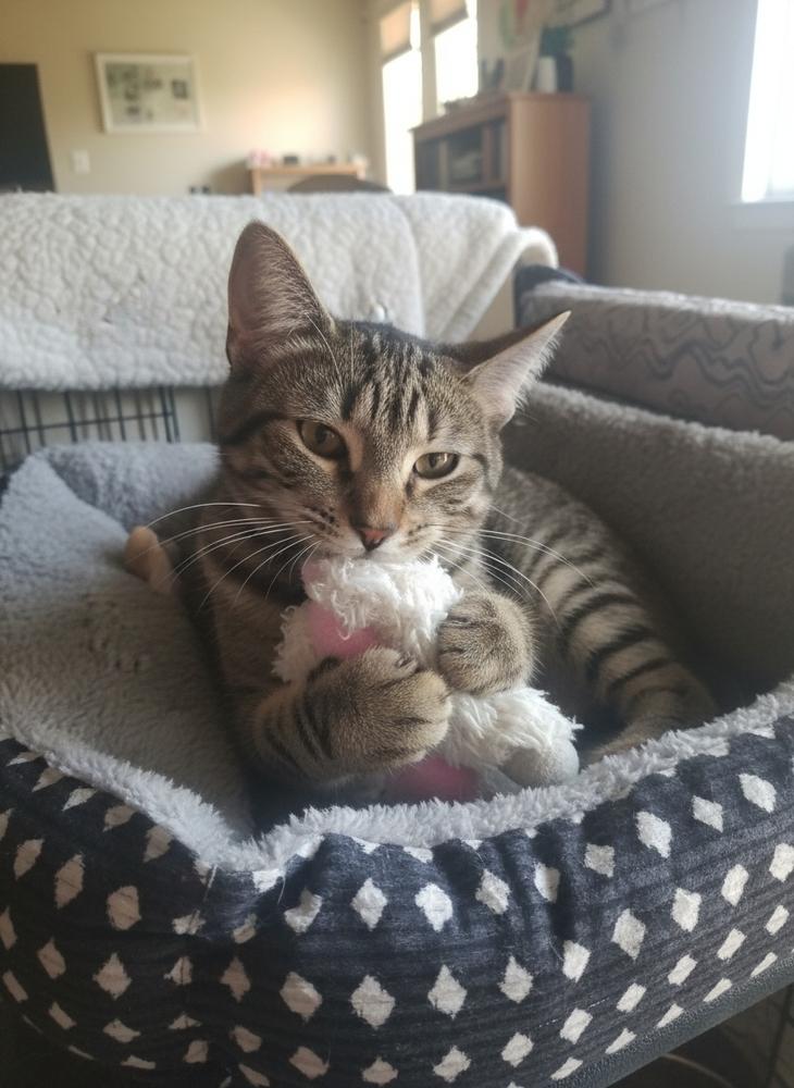 Enlarge Maizey 1980, a Adoptable Domestic Short Hair in Dallas, TX image 3/5