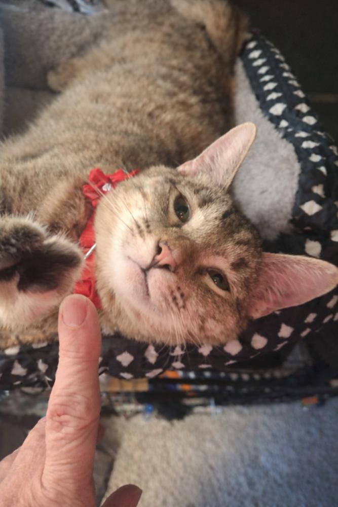 Enlarge Maizey 1980, a Adoptable Domestic Short Hair in Dallas, TX image 5/5