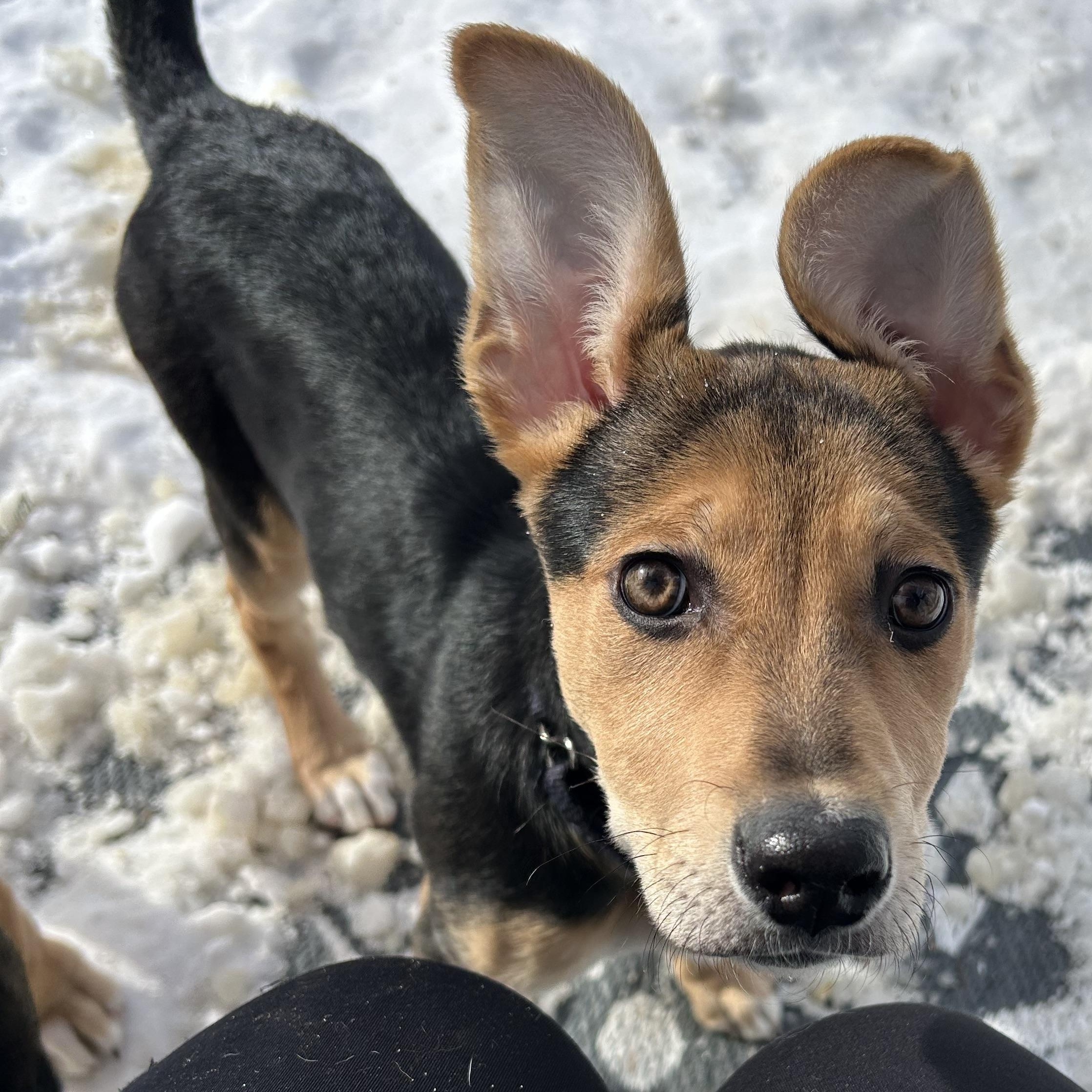 Enlarge Polly Pocket, an adopted Mixed Breed in Medford, NY image 1/5