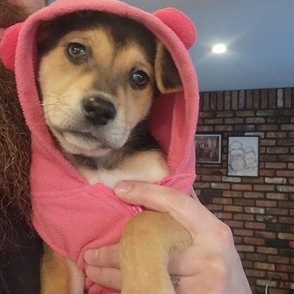 Enlarge Polly Pocket, an adopted Mixed Breed in Medford, NY image 2/5