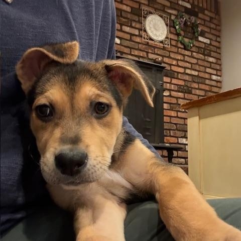 Enlarge Polly Pocket, an adopted Mixed Breed in Medford, NY image 3/5