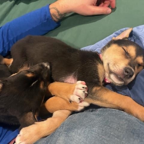 Enlarge Polly Pocket, an adopted Mixed Breed in Medford, NY image 5/5