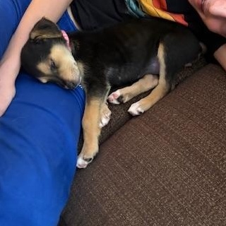 Enlarge Polly Pocket, an adopted Mixed Breed in Medford, NY image 4/5