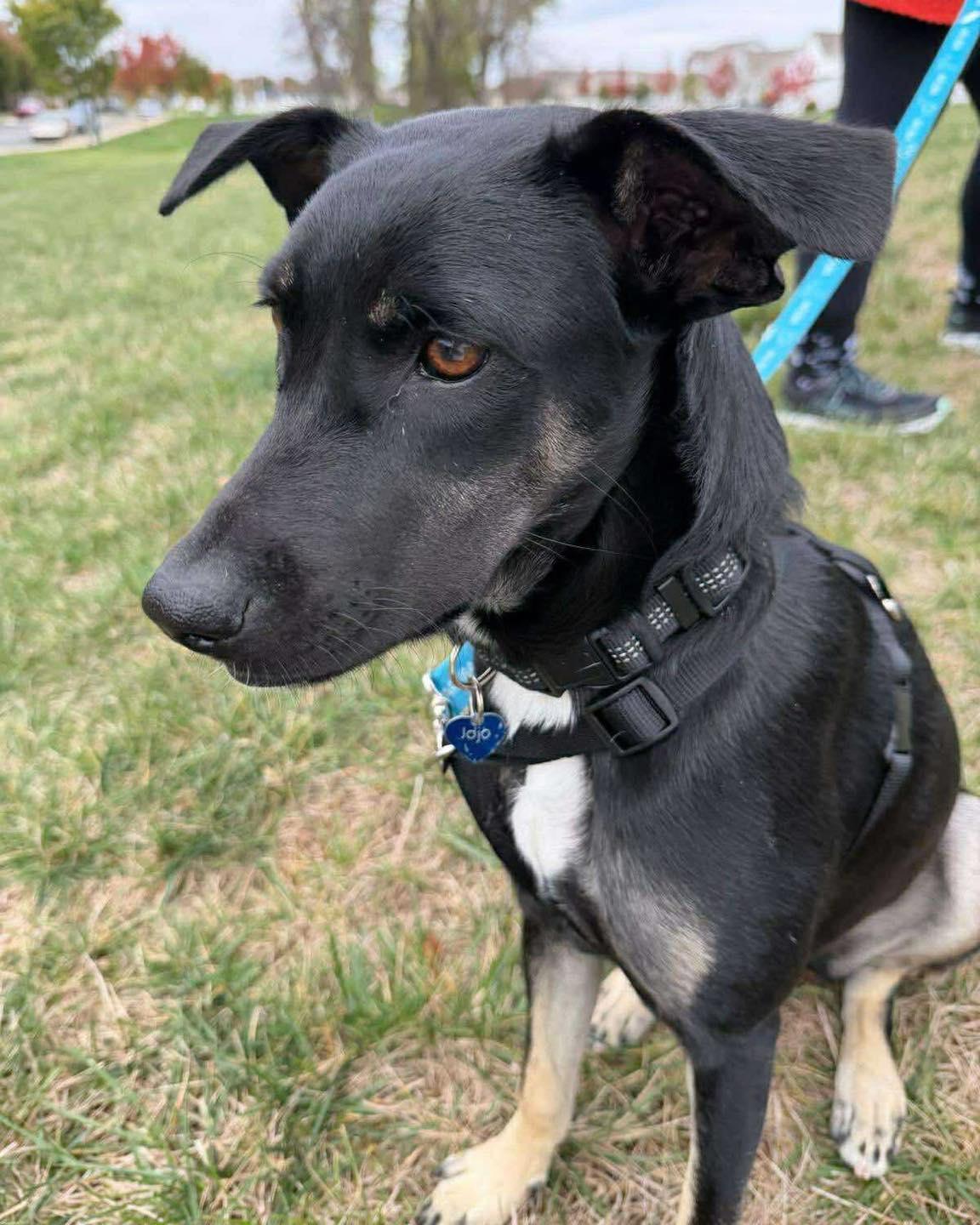 Ruba, a ADOPTABLE mixed breed in Williamsport, PA image 1/3