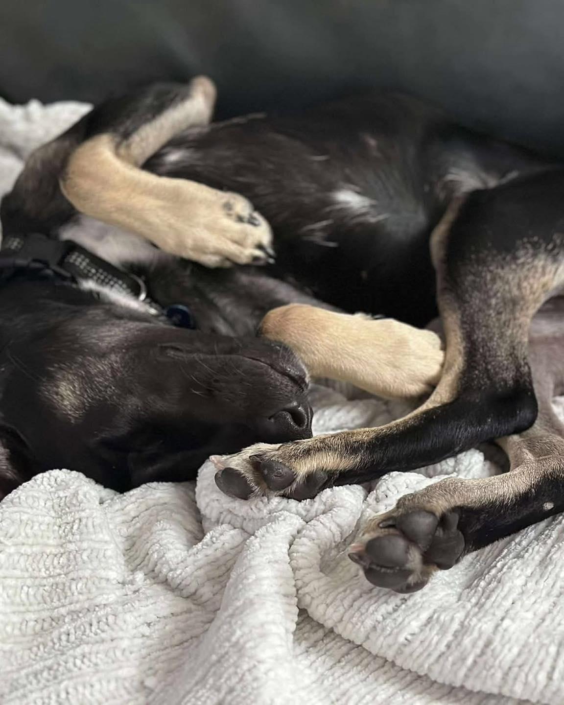 Ruba, a ADOPTABLE mixed breed in Williamsport, PA image 3/3