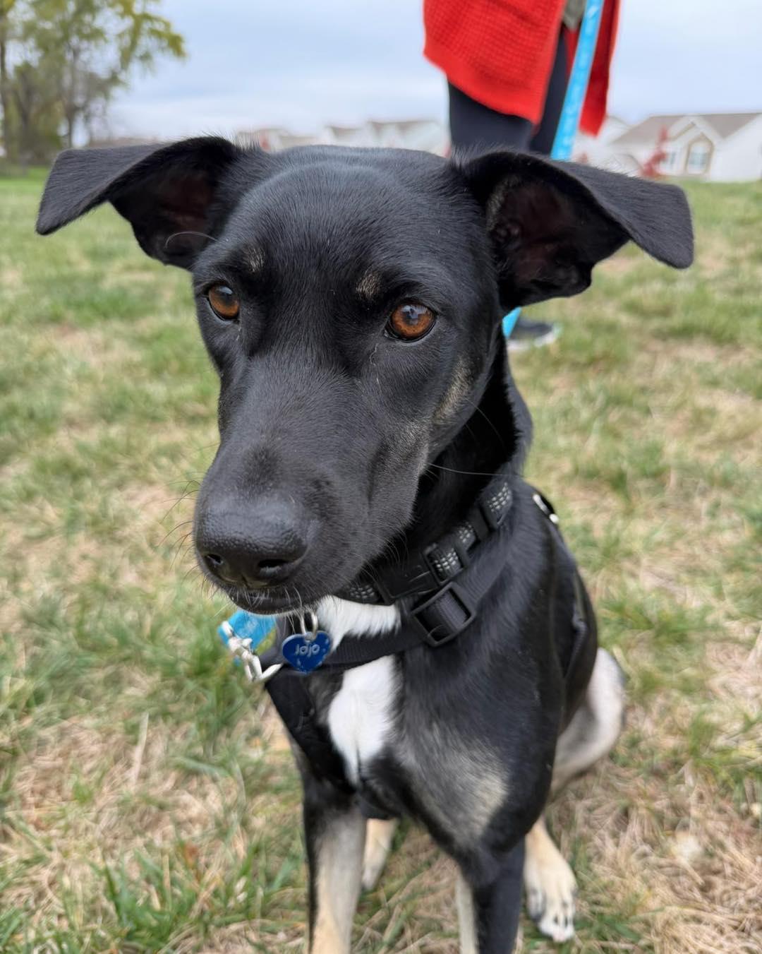 Ruba, a ADOPTABLE mixed breed in Williamsport, PA image 2/3