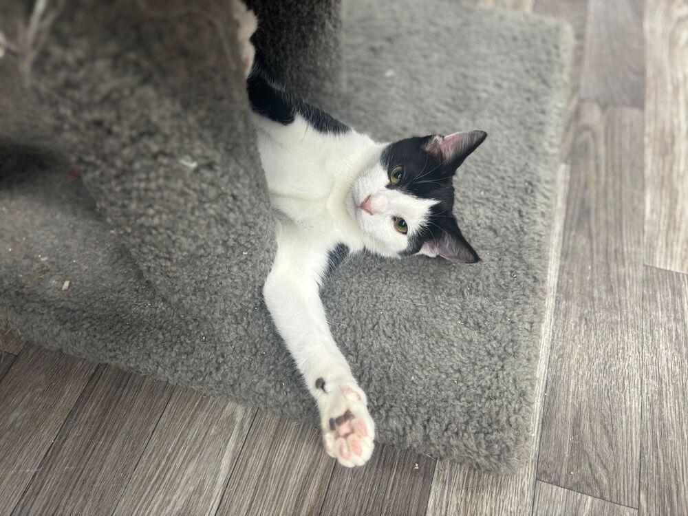 Alfalfa, Adoptable, Young Male Domestic Short Hair.