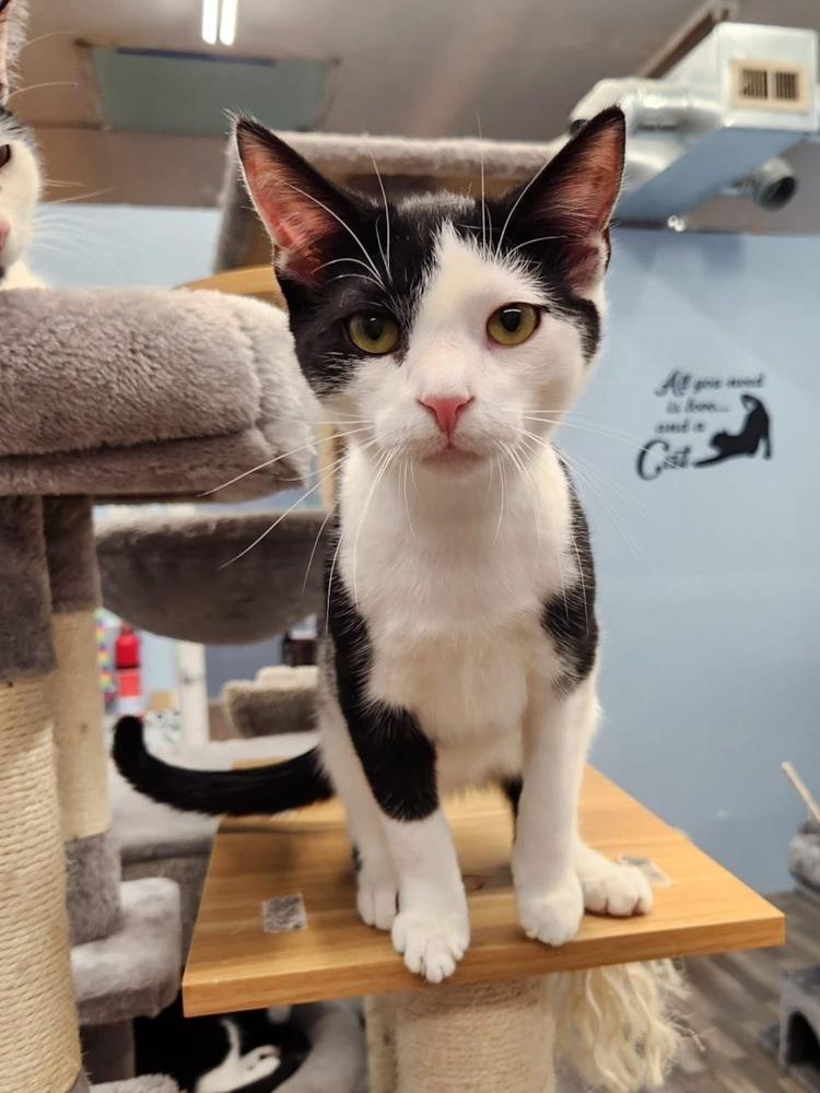 Enlarge Alfalfa, a Adoptable mixed breed in West Mifflin, PA image 2/4