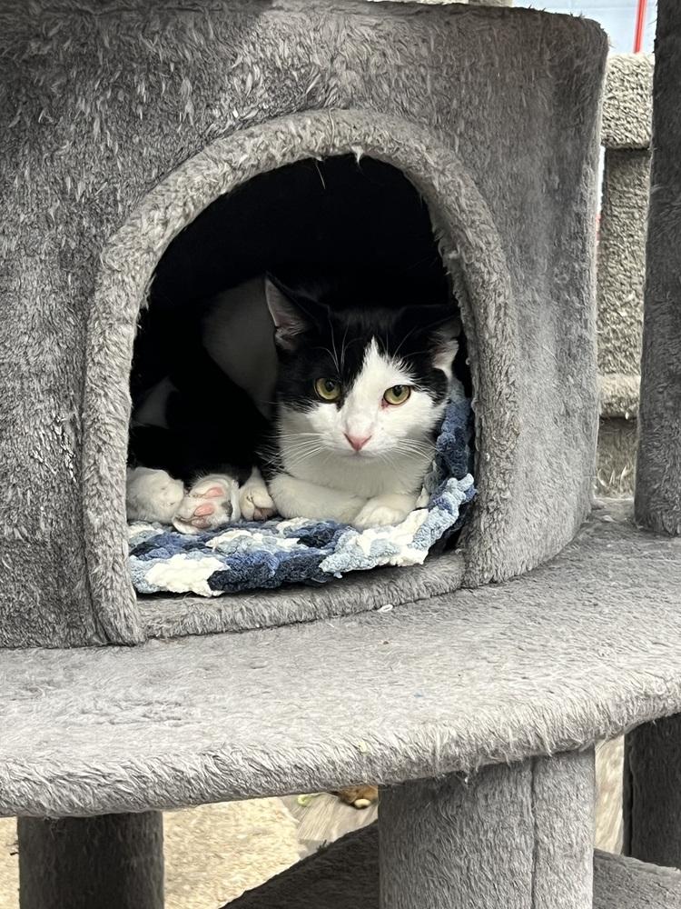 Enlarge Alfalfa, a Adoptable mixed breed in West Mifflin, PA image 3/4