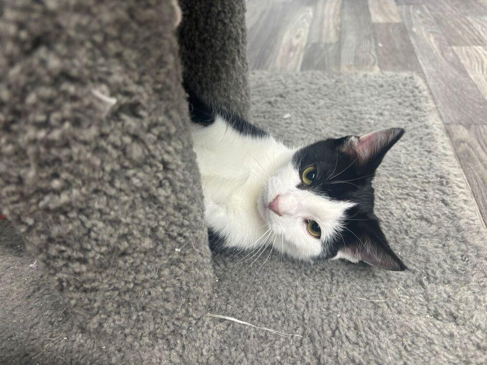 Enlarge Alfalfa, a Adoptable mixed breed in West Mifflin, PA image 4/4