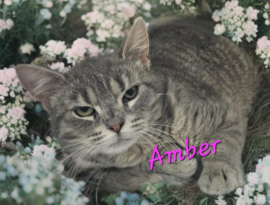Enlarge Amber, a Adoptable mixed breed in Jim Thorpe, PA image 1/1