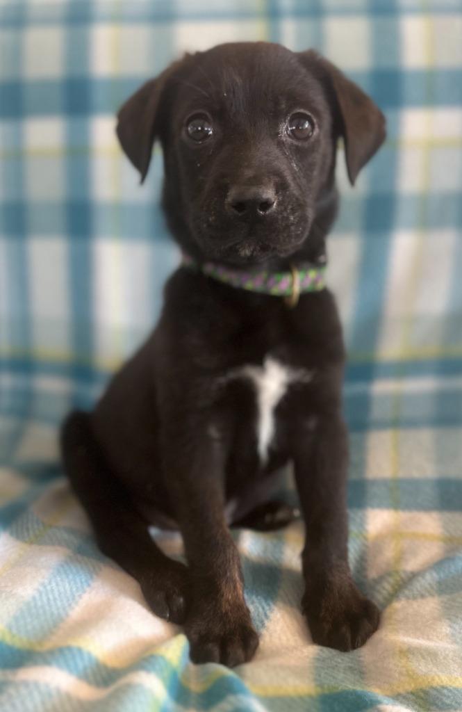 Cash, Adopted, Puppy Male Labrador Retriever & Plott Hound.