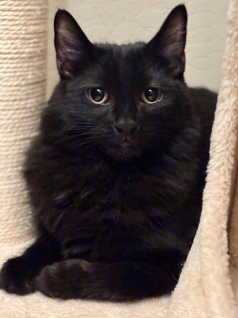 Jack Pepboys, Adoptable, Young Male Domestic Medium Hair.