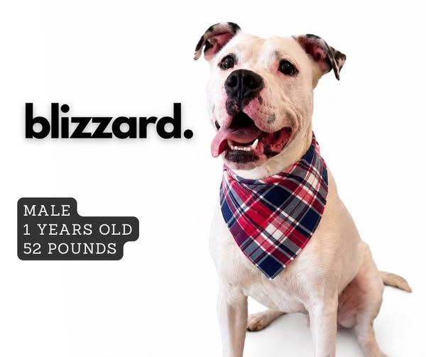 Blizzard, Adoptable, Young Male Pit Bull Terrier.