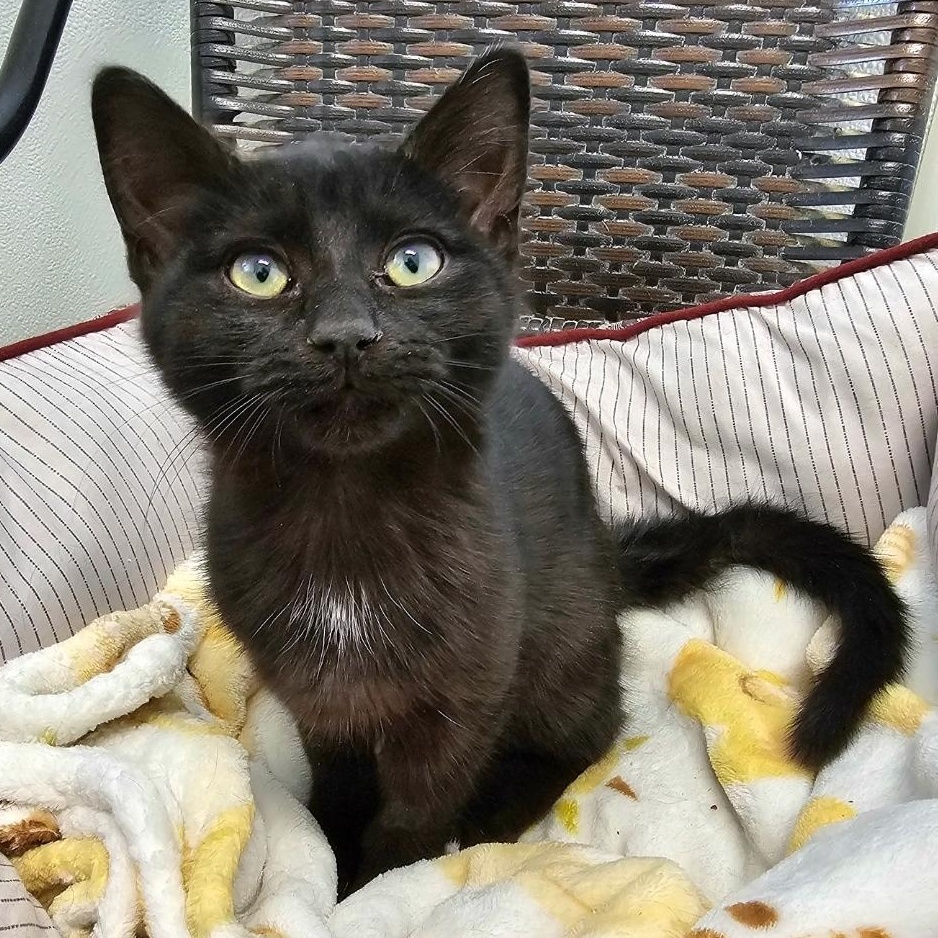 Skittles, an adopted Domestic Short Hair in Waynesville, NC image 1/3