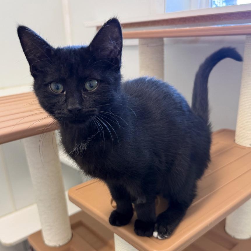 Skittles, an adopted Domestic Short Hair in Waynesville, NC image 3/3