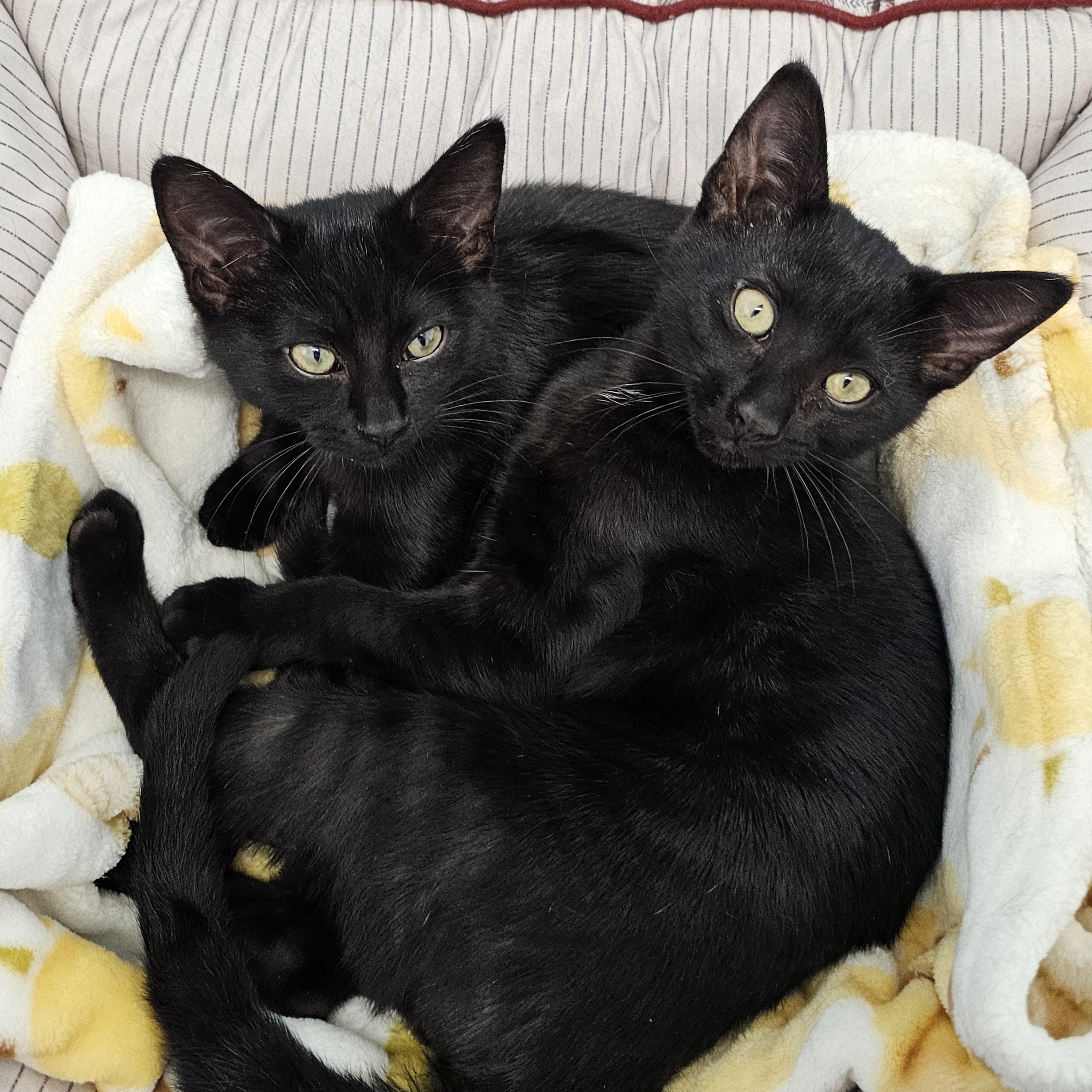 Skittles, an adopted Domestic Short Hair in Waynesville, NC image 2/3