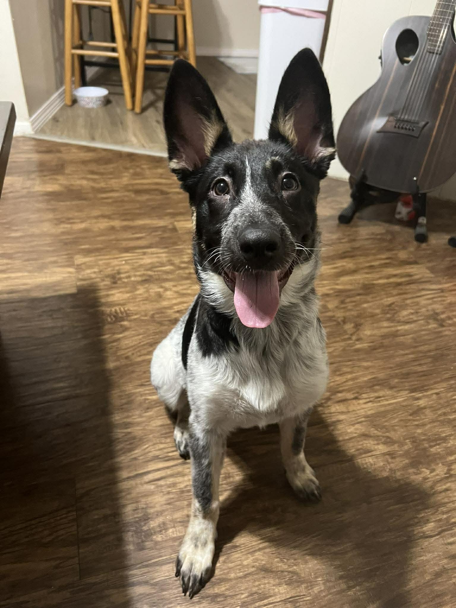 Mabel, adopted, Puppy Female Australian Cattle Dog / Blue Heeler.