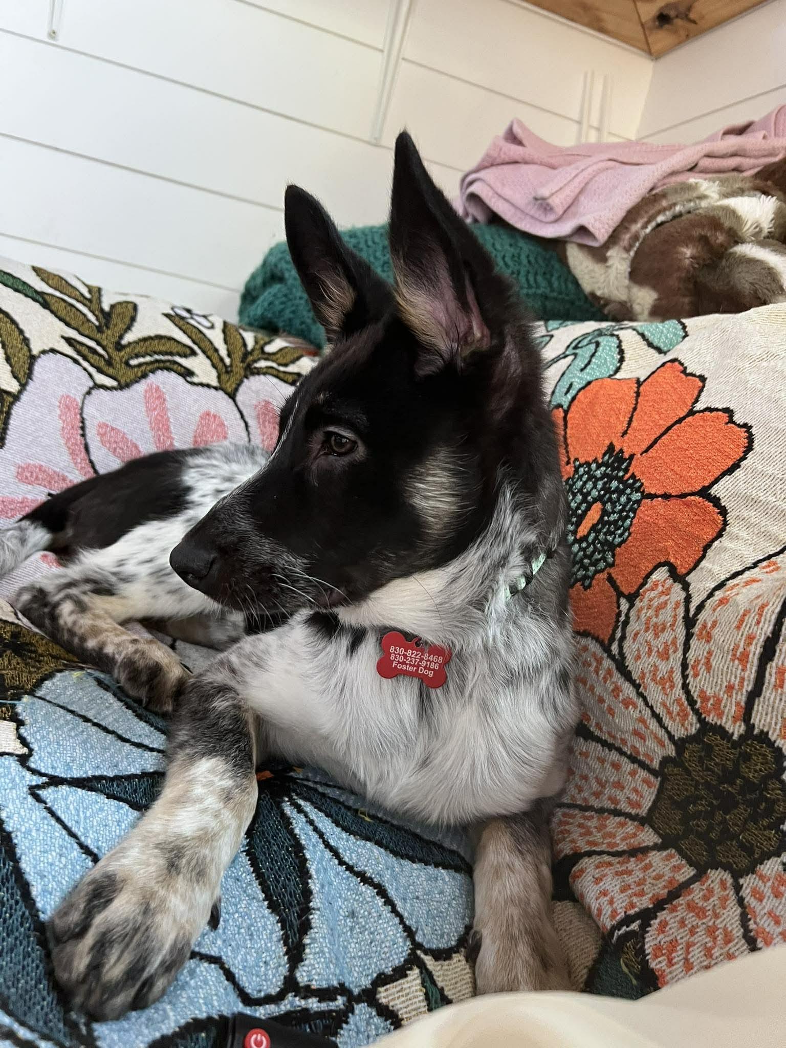 Enlarge Mabel, an adopted Australian Cattle Dog / Blue Heeler in Lynnwood, WA image 4/6