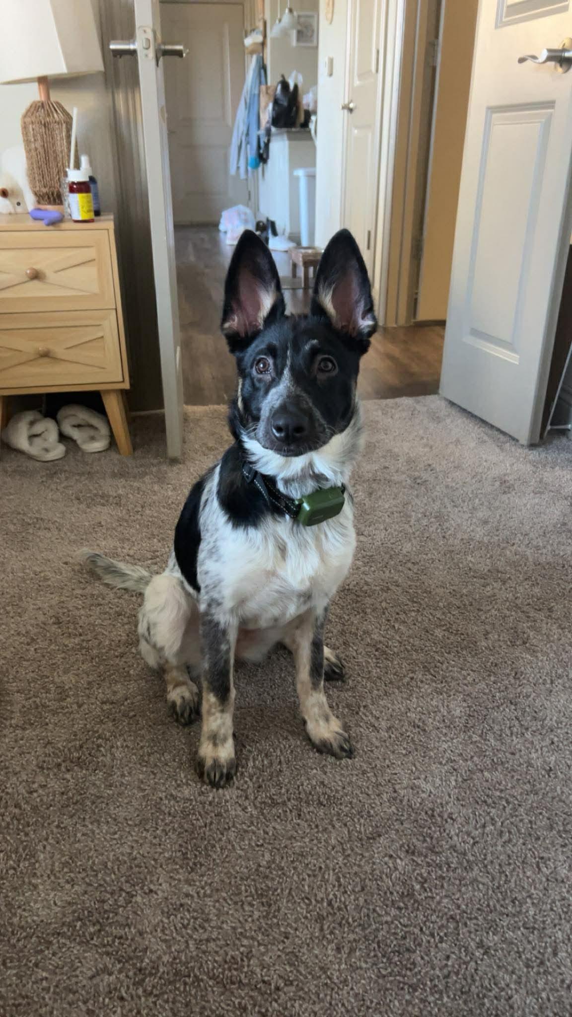 Enlarge Mabel, an adopted Australian Cattle Dog / Blue Heeler in Lynnwood, WA image 5/6