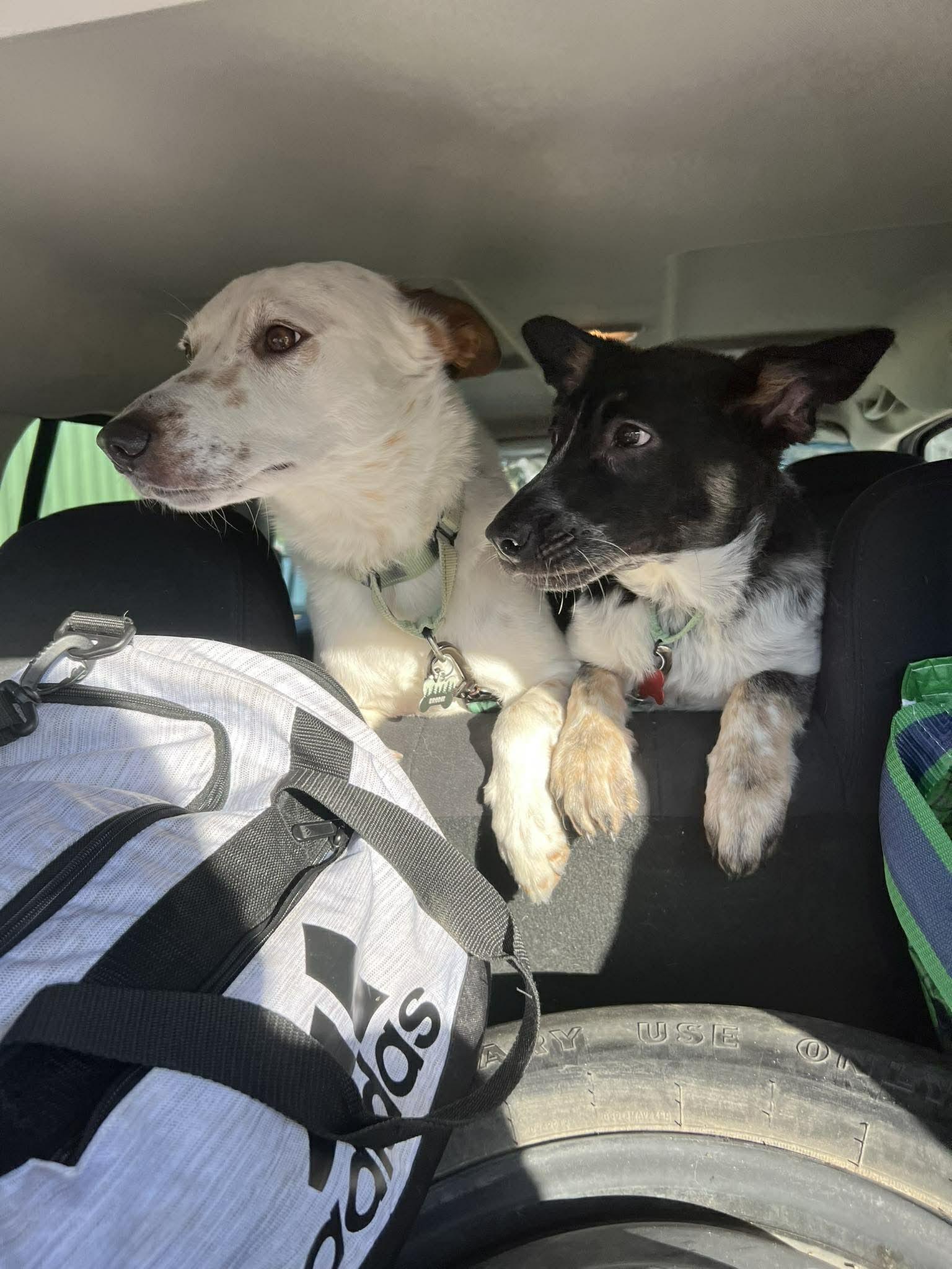 Enlarge Mabel, an adopted Australian Cattle Dog / Blue Heeler in Lynnwood, WA image 6/6