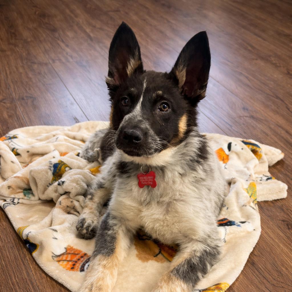 Enlarge Mabel, an adopted Australian Cattle Dog / Blue Heeler in Lynnwood, WA image 3/6