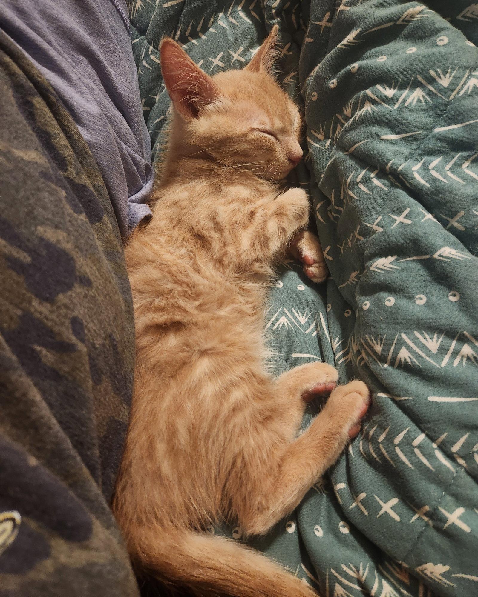 Hudson, Adopted, Young Male Domestic Short Hair.