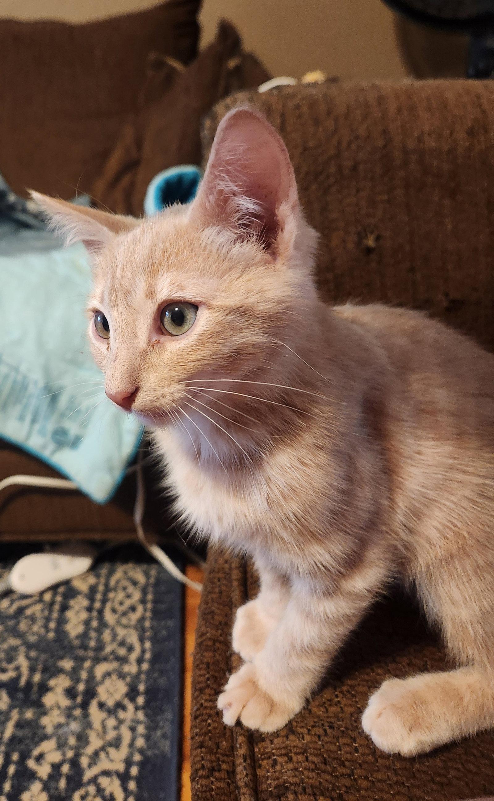 Enlarge Hudson, a Adopted Domestic Short Hair in McKinney, TX image 2/3